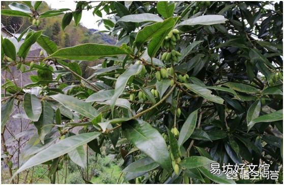 桂花树有公母之分，有结籽、有不结籽的，同样的桂花树开不开花跟施肥有很大关系吗？