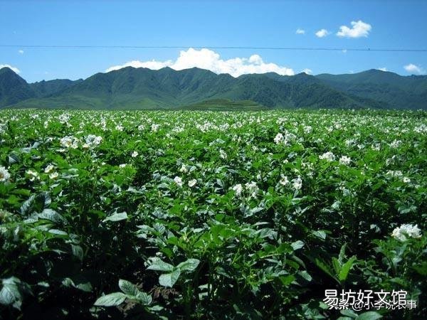 一个土豆上有几个芽怎样栽种？