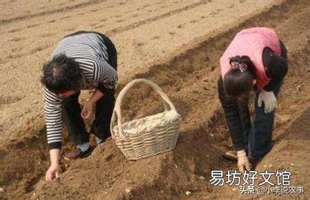 一个土豆上有几个芽怎样栽种？