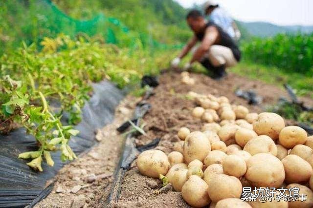 一个土豆上有几个芽怎样栽种？