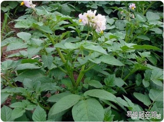 一个土豆上有几个芽怎样栽种？