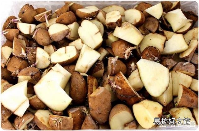 一个土豆上有几个芽怎样栽种？