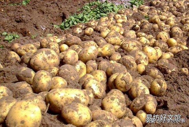 一个土豆上有几个芽怎样栽种？