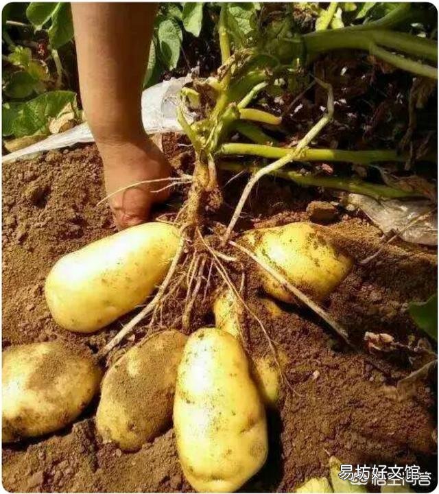 一个土豆上有几个芽怎样栽种？