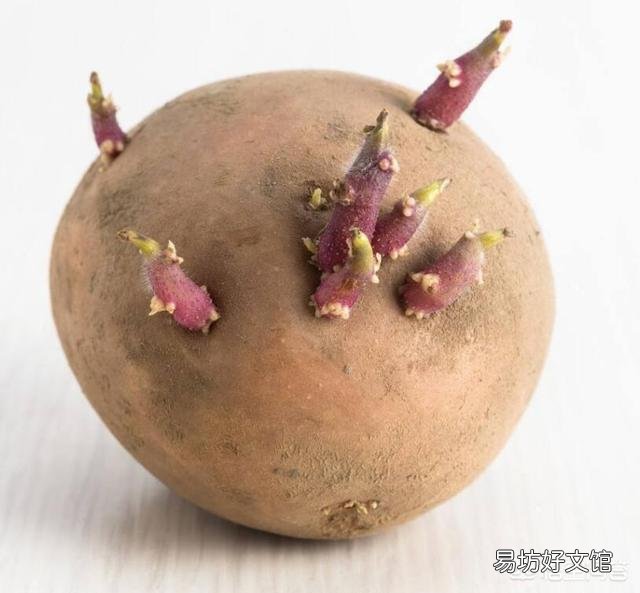 一个土豆上有几个芽怎样栽种？