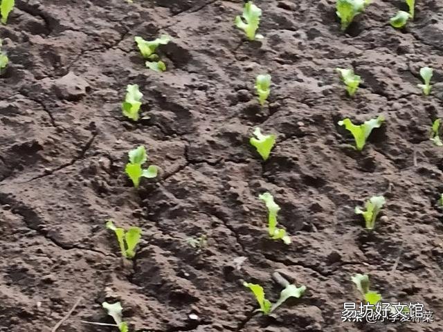 生菜是直接撒种好还是育苗栽种好,为什么?