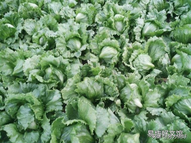 生菜是直接撒种好还是育苗栽种好,为什么?