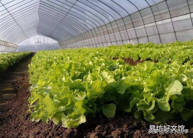 生菜是直接撒种好还是育苗栽种好,为什么?
