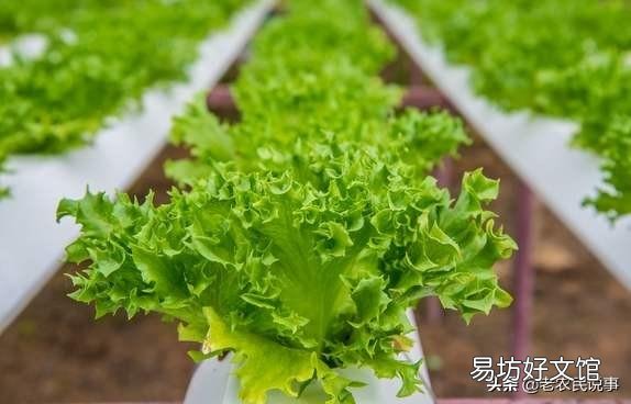 生菜是直接撒种好还是育苗栽种好,为什么?