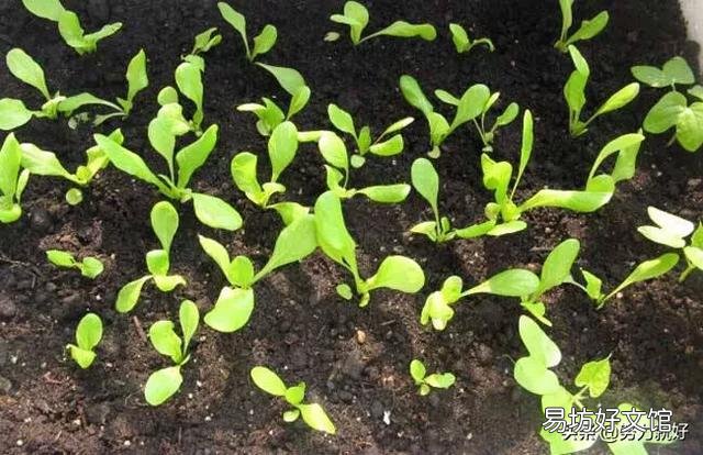 生菜是直接撒种好还是育苗栽种好,为什么?