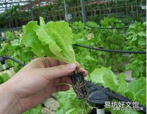 生菜是直接撒种好还是育苗栽种好,为什么?