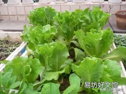 生菜是直接撒种好还是育苗栽种好,为什么?