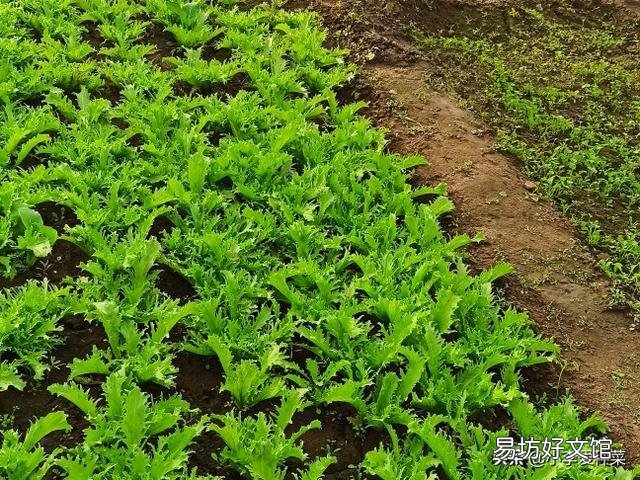 生菜是直接撒种好还是育苗栽种好,为什么?