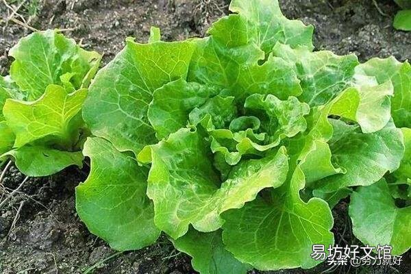 生菜是直接撒种好还是育苗栽种好,为什么?