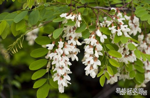 春天清明节前后农村哪些树的花可以吃?