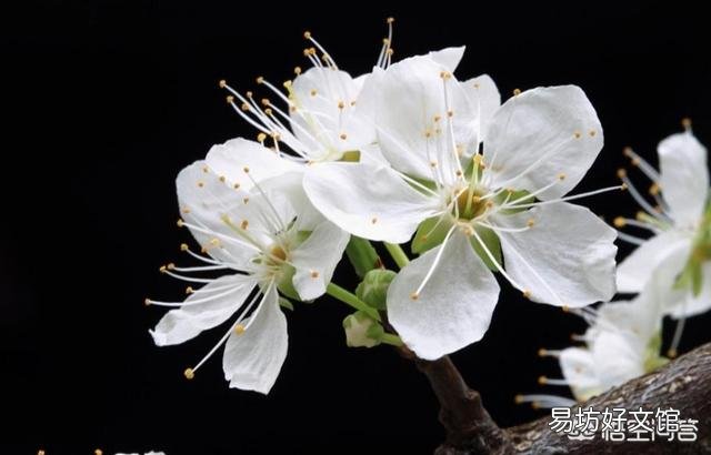 春天清明节前后农村哪些树的花可以吃?