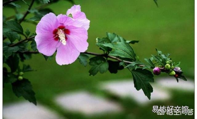 春天清明节前后农村哪些树的花可以吃?