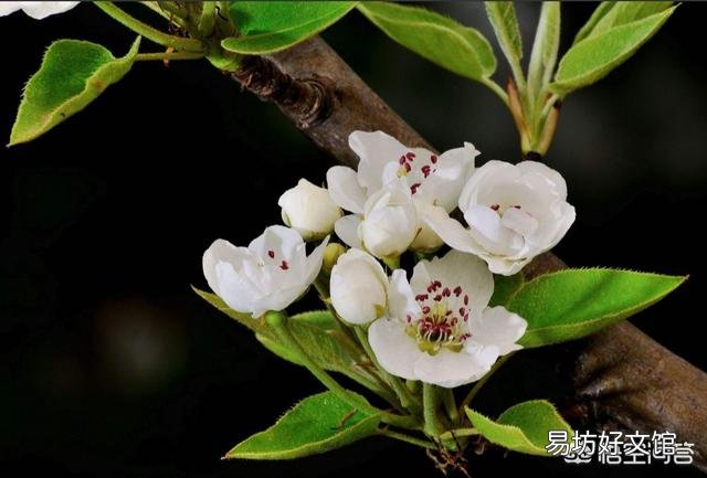 春天清明节前后农村哪些树的花可以吃?