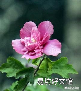 春天清明节前后农村哪些树的花可以吃?