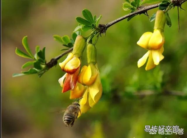 春天清明节前后农村哪些树的花可以吃?