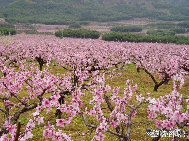 春天清明节前后农村哪些树的花可以吃?