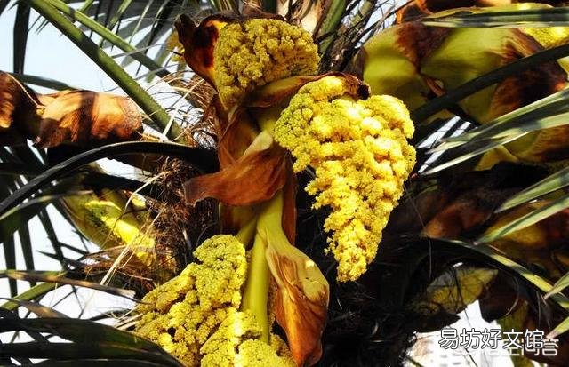 春天清明节前后农村哪些树的花可以吃?