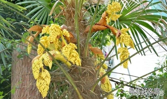 春天清明节前后农村哪些树的花可以吃?