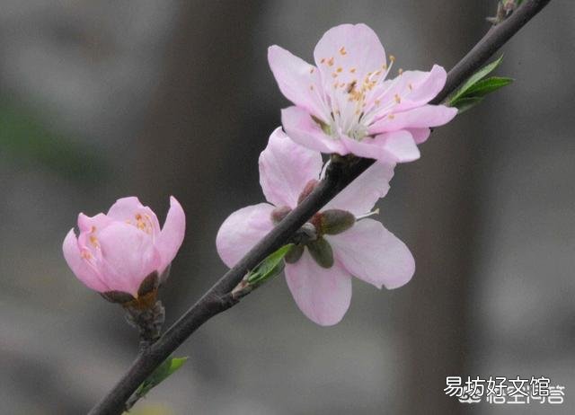 春天清明节前后农村哪些树的花可以吃?