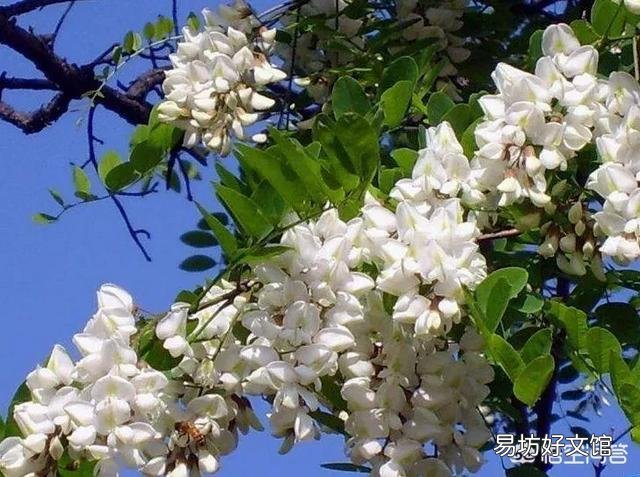 春天清明节前后农村哪些树的花可以吃?