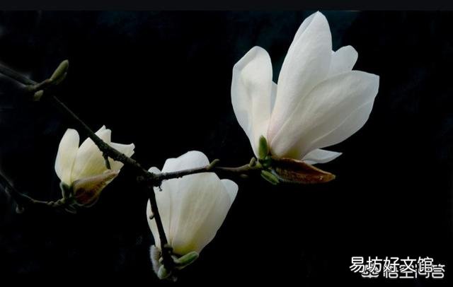 春天清明节前后农村哪些树的花可以吃?