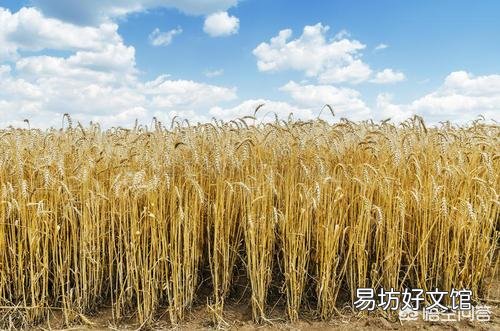 为什么高速两边50米内不能种庄稼而要绿化?
