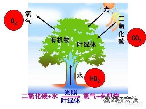 为什么高速两边50米内不能种庄稼而要绿化?