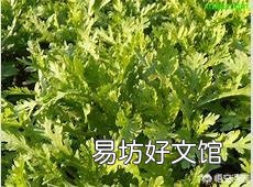 刚看了新闻两个菜农用剧毒农药浇灌韭菜获刑,请问哪些菜不用农药吃着放心?