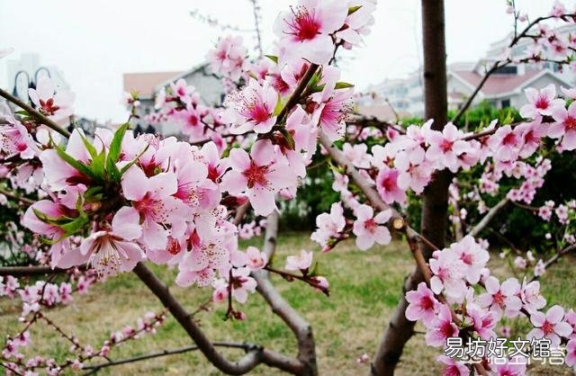 桃树栽在哪里好？