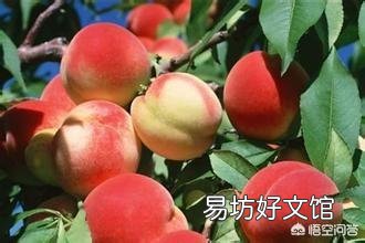 桃树栽在哪里好？