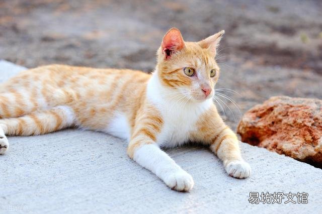 猫咪干呕吐不出来(猫咪干呕吐不出来是怎么回事)