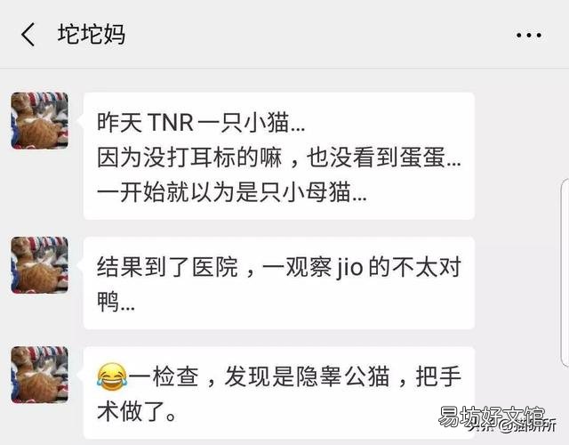 猫隐睾会有什么影响(猫隐睾手术全部下来价格多少)