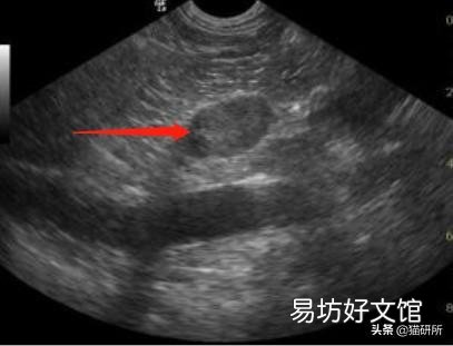 猫隐睾会有什么影响(猫隐睾手术全部下来价格多少)