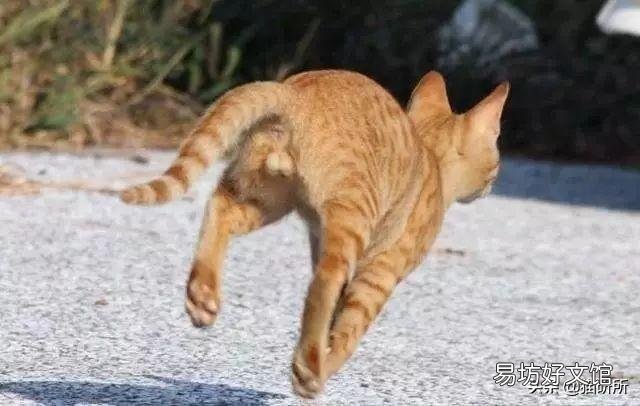 猫隐睾会有什么影响(猫隐睾手术全部下来价格多少)
