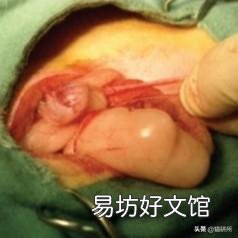 猫隐睾会有什么影响(猫隐睾手术全部下来价格多少)