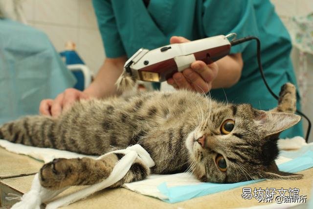 猫隐睾会有什么影响(猫隐睾手术全部下来价格多少)