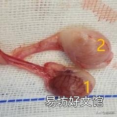 猫隐睾会有什么影响(猫隐睾手术全部下来价格多少)