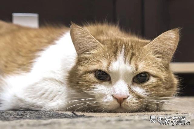猫隐睾会有什么影响(猫隐睾手术全部下来价格多少)