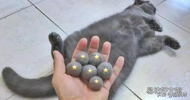 猫隐睾会有什么影响(猫隐睾手术全部下来价格多少)
