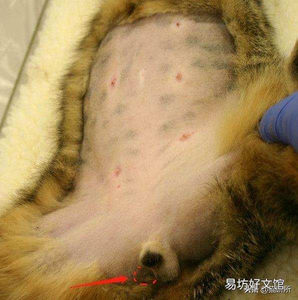猫隐睾会有什么影响(猫隐睾手术全部下来价格多少)