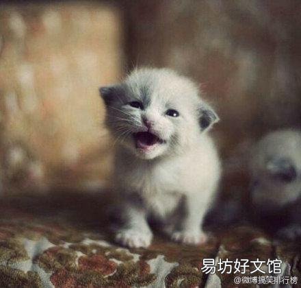 猫咪几天睁眼(刚出生的小猫咪几天睁眼)