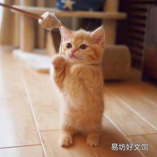 猫咪几天睁眼(刚出生的小猫咪几天睁眼)
