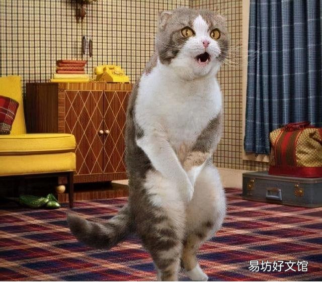 猫绝育的优点和缺点(猫绝育多少钱)