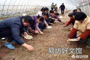 什么样的工作适合农村50多岁的女性去做?