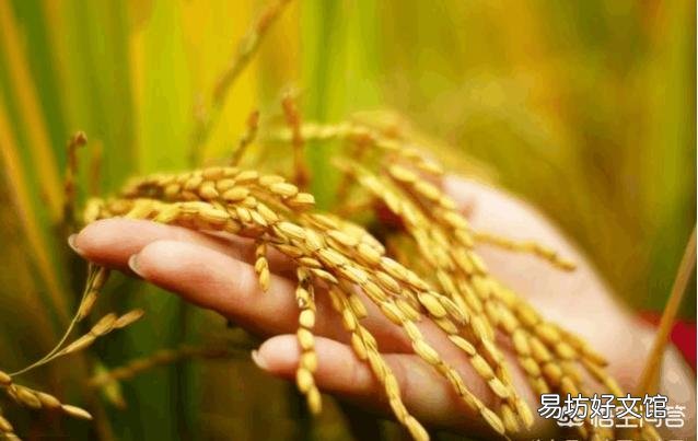水稻长期留种种植后产量降低是怎么回事?